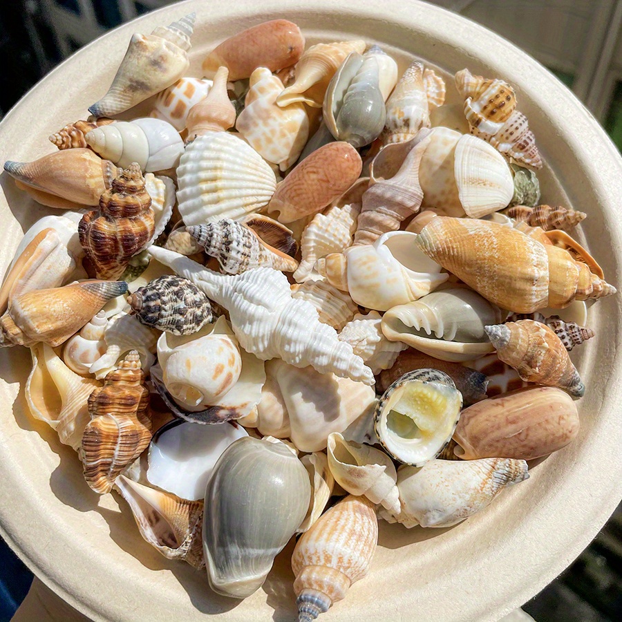 200/500/1000g Obradena Velika Školjka, Veštačka Školjka, Oko 1-5cm, 0.39-1.97 Inča, Idealna za Izradu Narukvica od Školjki, DIY Projekte, Dekoraciju Doma, Akvarijumsku Dekoraciju, itd