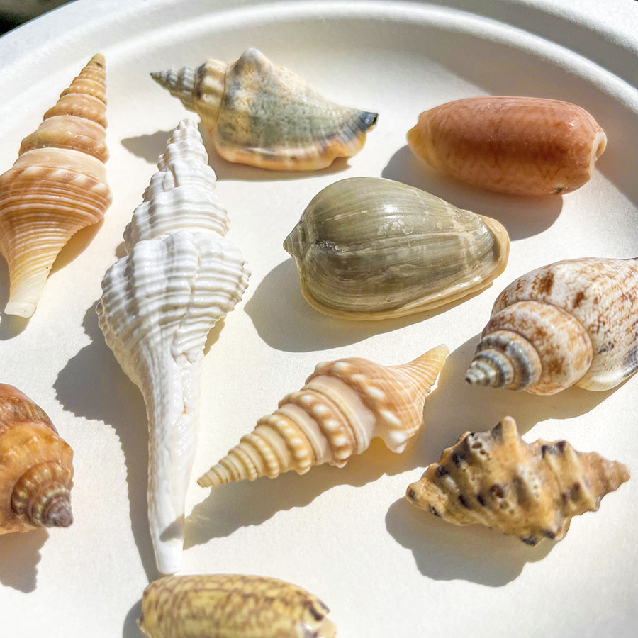 200/500/1000g Obradena Velika Školjka, Veštačka Školjka, Oko 1-5cm, 0.39-1.97 Inča, Idealna za Izradu Narukvica od Školjki, DIY Projekte, Dekoraciju Doma, Akvarijumsku Dekoraciju, itd
