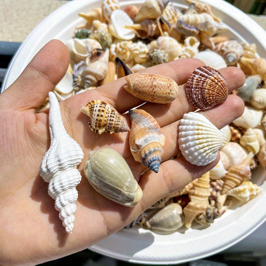 200/500/1000g Obradena Velika Školjka, Veštačka Školjka, Oko 1-5cm, 0.39-1.97 Inča, Idealna za Izradu Narukvica od Školjki, DIY Projekte, Dekoraciju Doma, Akvarijumsku Dekoraciju, itd