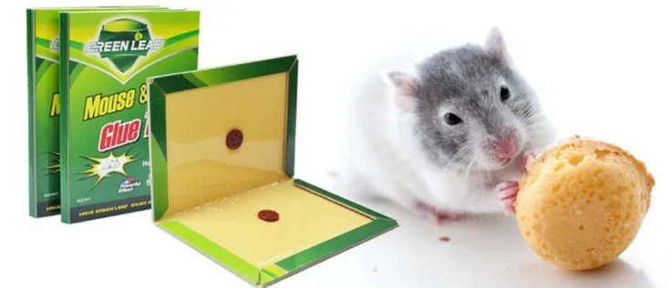 Lepljiva klopka za miševe - Slika 2