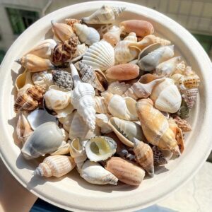 200/500/1000g Obradena Velika Školjka, Veštačka Školjka, Oko 1-5cm, 0.39-1.97 Inča, Idealna za Izradu Narukvica od Školjki, DIY Projekte, Dekoraciju Doma, Akvarijumsku Dekoraciju, itd