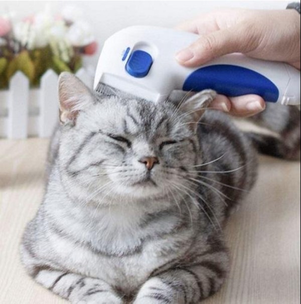Elektricni cesalj provit buva Fela Doctor